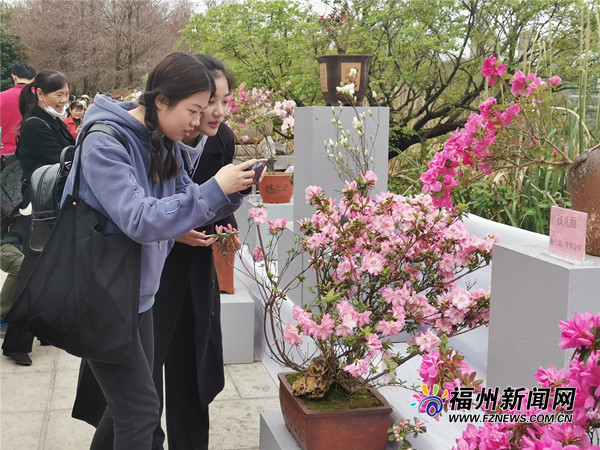 逾5000株杜鹃花展出 琴亭湖公园首届杜鹃花节今日开幕