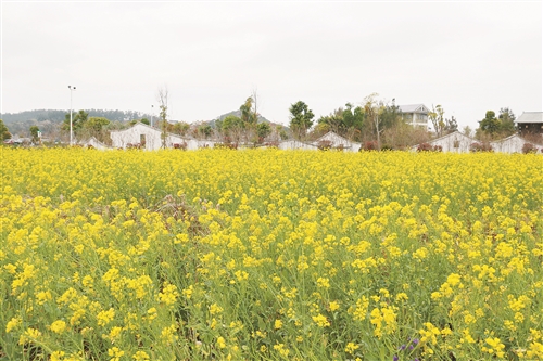 闽江河口湿地公园大片的油菜花盛开