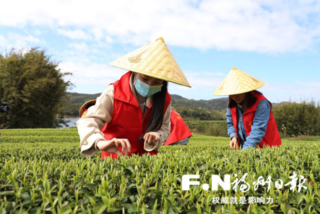 连江长龙以茶促旅走出振兴路