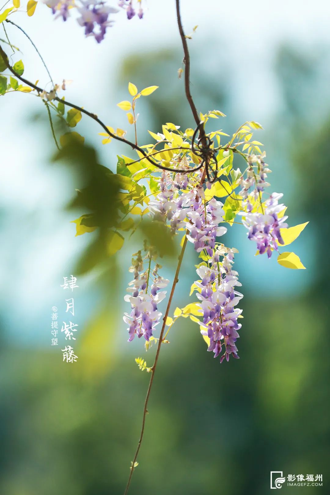 请收藏！福州春日赏花图鉴！