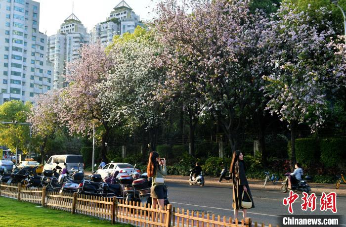 福州：羊蹄甲花盛开成街头一景
