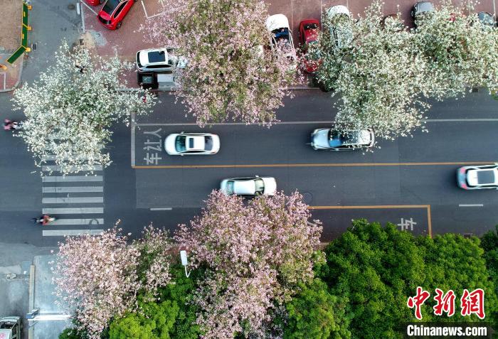 福州：羊蹄甲花盛开成街头一景