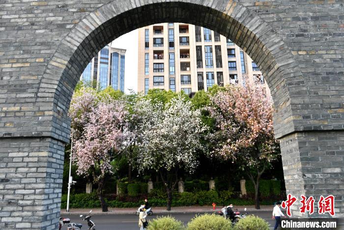 福州：羊蹄甲花盛开成街头一景