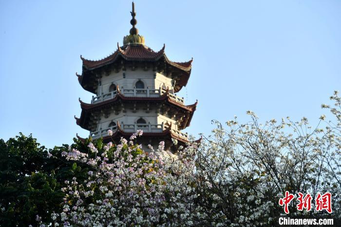 福州：羊蹄甲花盛开成街头一景