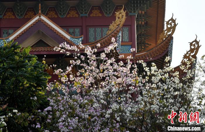 福州：羊蹄甲花盛开成街头一景