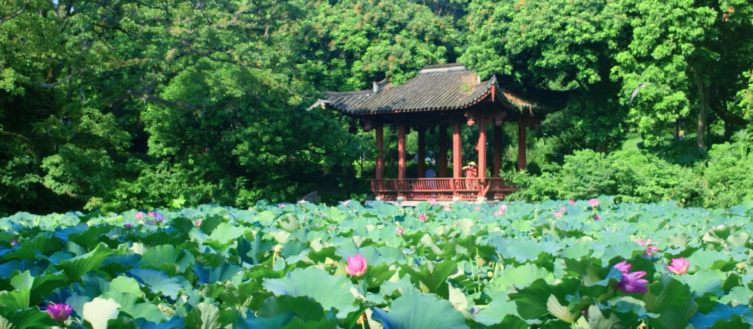 《大美福州》第一季（十）│ 绿满榕城，花香四溢