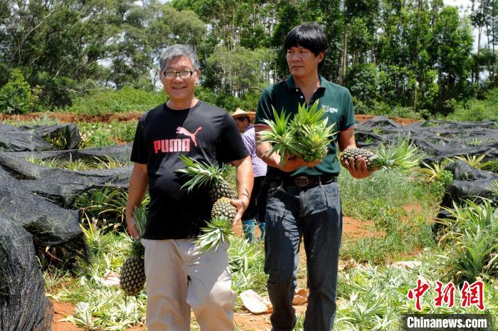 在闽台商成功试种台湾凤梨：扩大规模 喜迎丰收